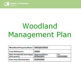 Hollington Wood Management Plan – Have your say