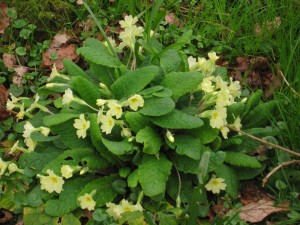 Primroses (Primula vulgaris) 