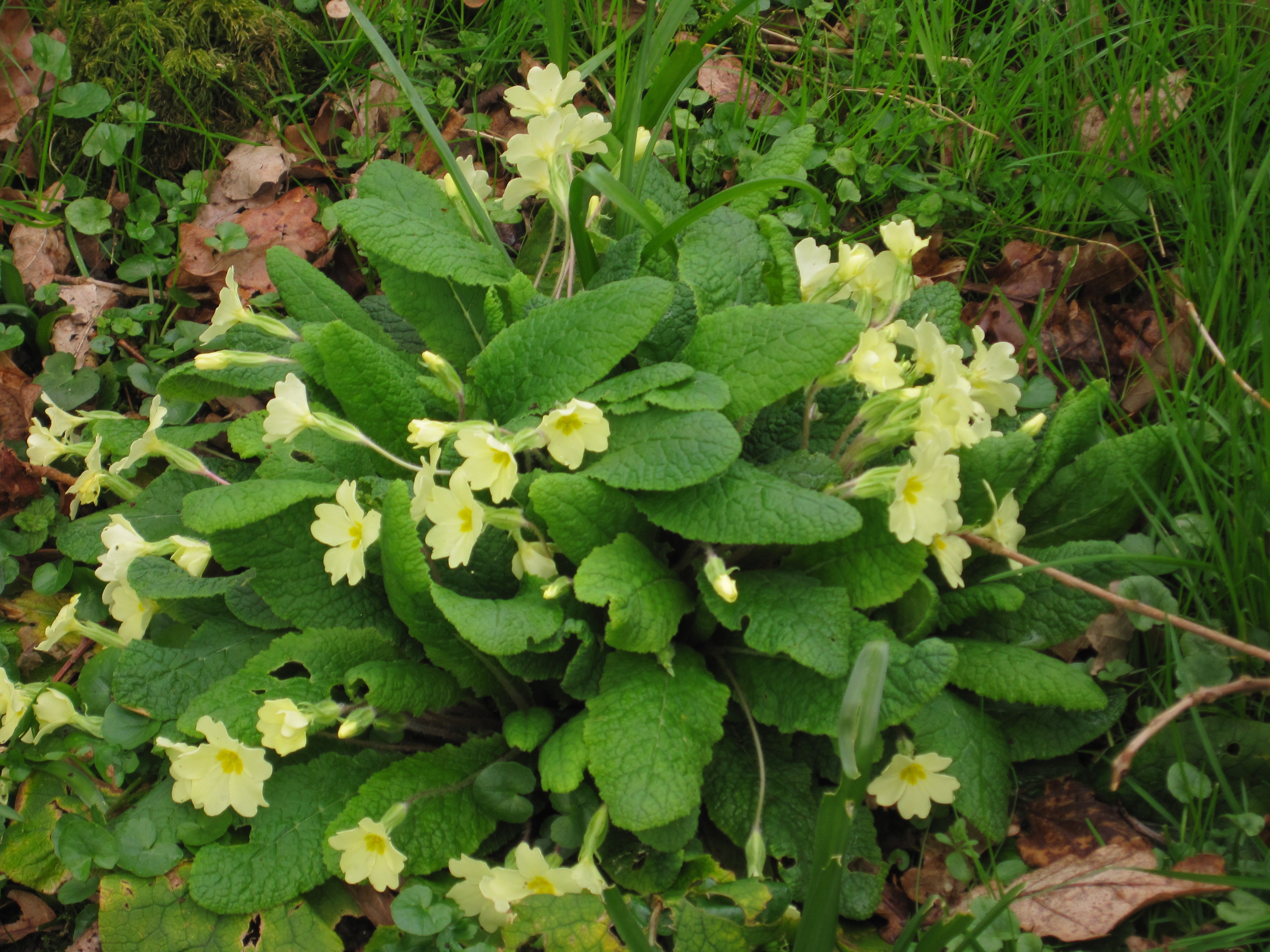 Maz’s April nature update