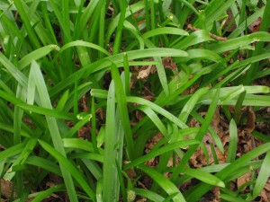 Bluebell leaves (Hyacinthoides non-scripta) 