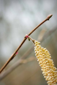 Hazel tree (Corylus avellanna) male catkins and female flowers. Hollington Wood, March 2015 Source: Georgina Sanders (Sanders & Jones, Olney).