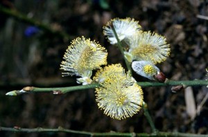 Goat willow (Salix caprea) catkins Source: RHS 2003