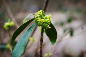 Spurge laurel (Daphne laureola). Hollington Wood, March 2015 Source: Georgina Sanders (Sanders & Jones, Olney
