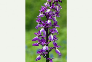 Early purple orchid (Orchis mascula), Source: MK Parks Trust, 2014