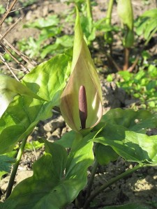Lords and ladies (Arum maculatum), Source: wildlife in sight, 2014