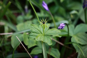 Lords and ladies (Arum maculatum), Source: wildlife in sight, 2014