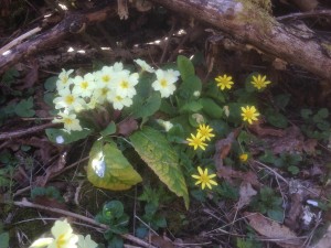 Lesser celandine (Ranunculus ficaria) and primroses - Hollington Wood, April 2015
