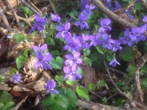 Common dog violets (Viola riviniana). Hollington Wood April 2015