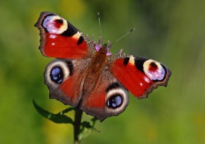 Peacock butterfly Source: Butterfly conservation trust