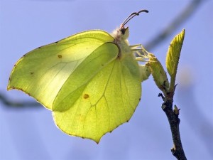 Brimstone butterfly Source: Butterfly conservation trust