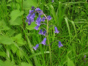 One stem of bluebell flowers (inflorescence) we stopped to count From this photograph I can count at least 22 flowers.