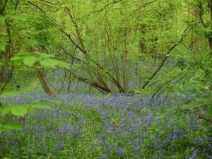 Hyacinthoides non-scripta, in Hollington