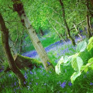 hollington wood bluebells