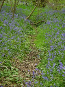 Path through bluebells