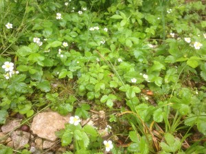 Wild strawberries, Fragaria vesca, in flower, growing along the ride  Hollington wood