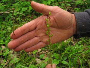 Twayblade, (Neottia ovata)