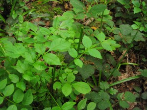 Damage to coppiced hazel caused by browsing deer