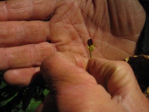 Commom fiwort flower, Scrophularia nodosa