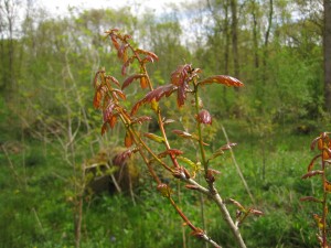 Copper leaves on oak