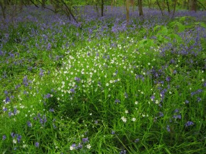 Stitchwort with bluebells
