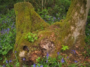 Oak, hawthorn and maple growing out of coppiced ash stool (notice moss too)