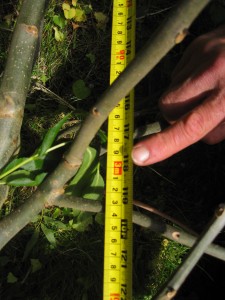 new shoot - 3 meters grow in year 2