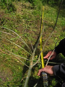 Total 4 meters growth in 2 years
