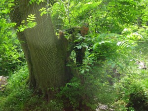 Philip in the recently coppiced 'Ship'