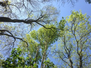 oaks in different leaf stages