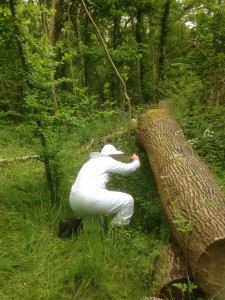 Bee keeper taking a closer look at the wild / feral honey bees