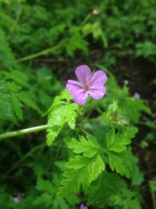 Herb Robert, Geranium robertianum