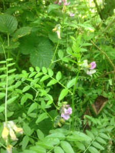 bush vetch, Vicia sepium