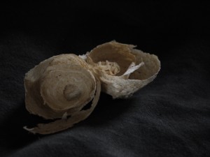 wasp or hornets nest found in Hollington