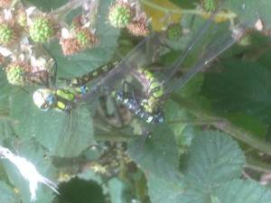 Southern Hawker dragonflies mating in Hollington